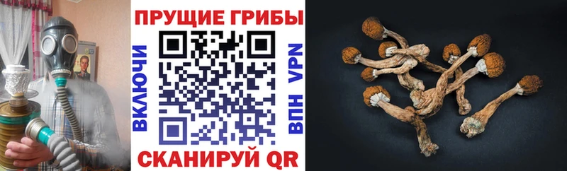 купить наркотик Электросталь Псилоцибиновые грибы Magic Shrooms